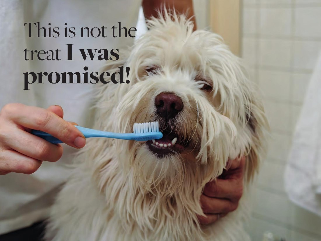 Grooming — this is not the treat I was promised