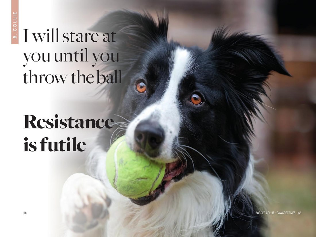 Breeds — I will stare at you until you throw the ball